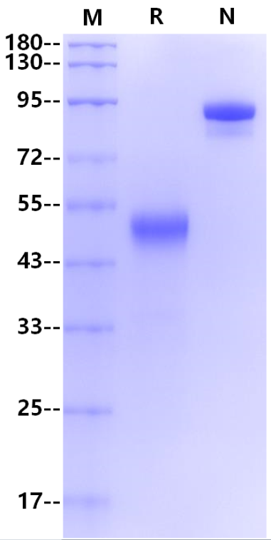 CTLA-4 Fc Chimera Protein, Human