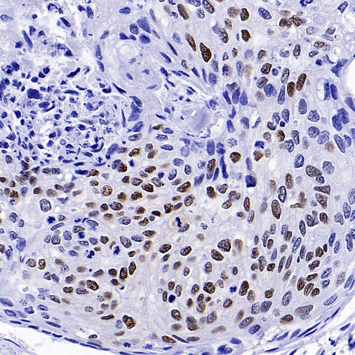 CREB (phospho S133) Recombinant Rabbit mAb (S-1100-102)