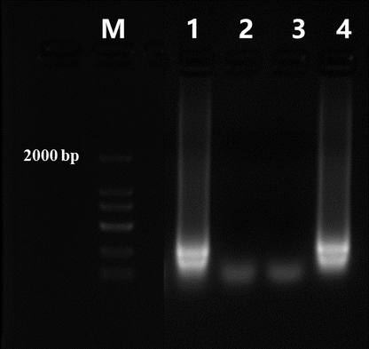 Bst DNA Polymerase, Full length