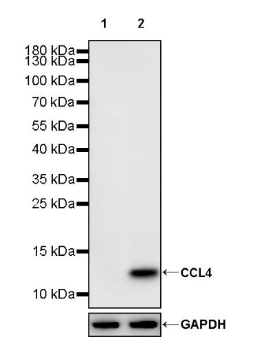 CCL4 Recombinant Rabbit mAb (S-2174-23)
