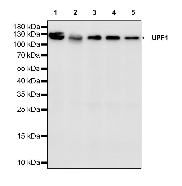 UPF1 Rabbit Polyclonal Antibody