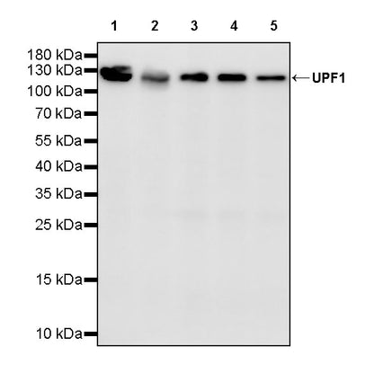 UPF1 Rabbit Polyclonal Antibody