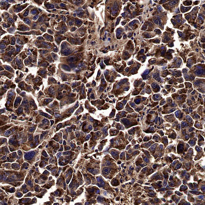 Catalase Rabbit Polyclonal Antibody