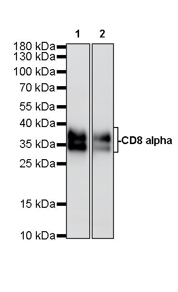 CD8α Recombinant Rabbit mAb (S-6201)
