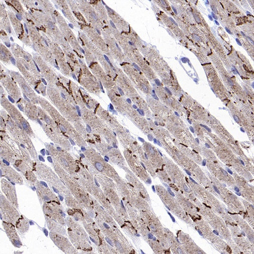 Connexin 43/GJA1 Rabbit Polyclonal Antibody