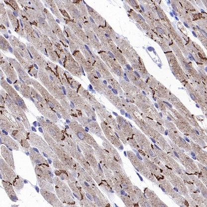 Connexin 43/GJA1 Rabbit Polyclonal Antibody