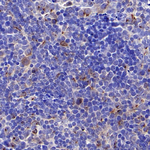 BST2 Recombinant Rabbit mAb (S-1950-247)