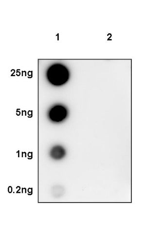 Phospho-Histone H2A.X (Ser139) Recombinant Rabbit mAb (S-1368-15)