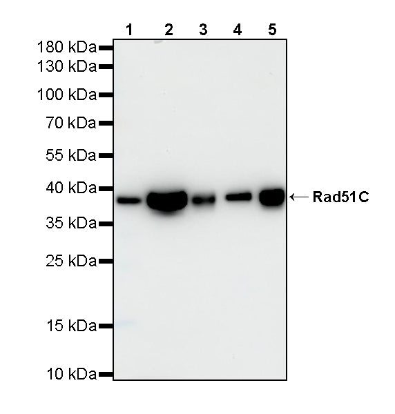 Rad51C Recombinant Rabbit mAb (S-4505-32)