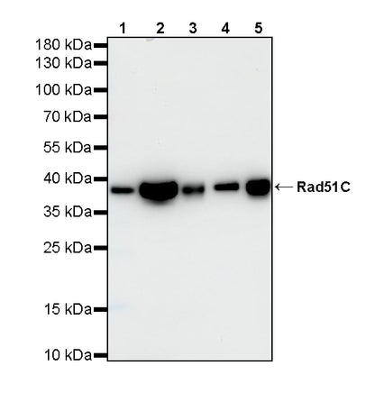 Rad51C Recombinant Rabbit mAb (S-4505-32)