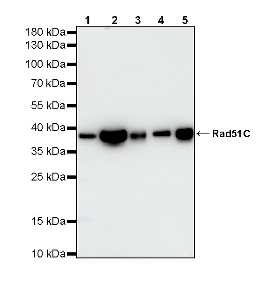 Rad51C Recombinant Rabbit mAb (S-4505-32)