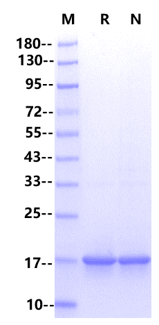 FGF-basic (145aa) Protein, Rat