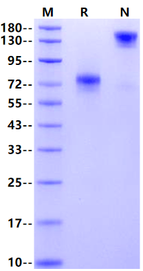 NGFR/TNFRSF16 Fc Chimera Protein, Mouse