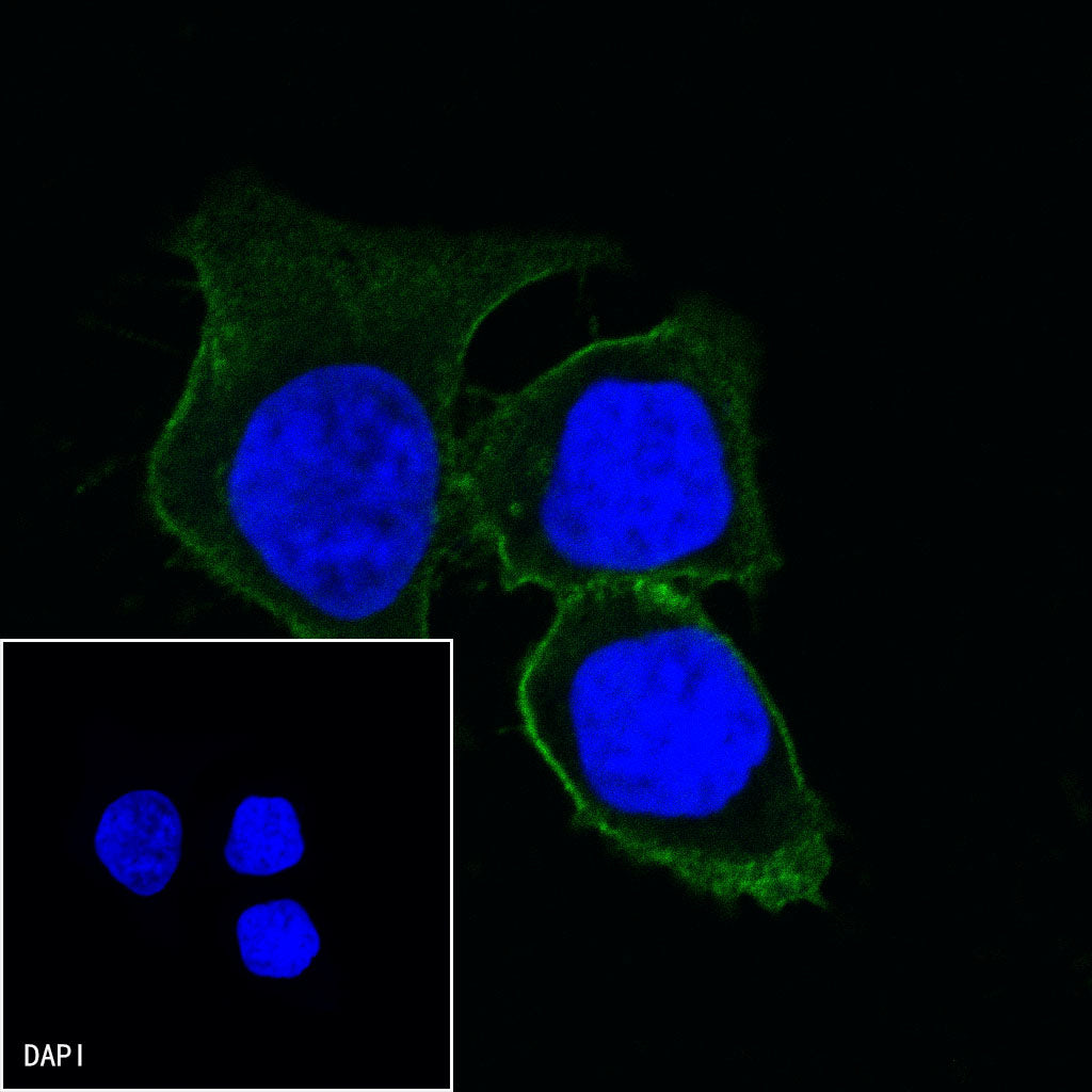 CD44 Mouse mAb (SDT-630-174)