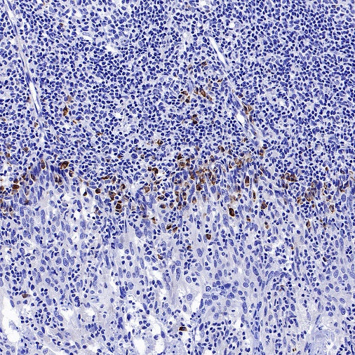 MACIR Rabbit Polyclonal Antibody