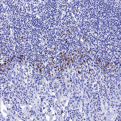 MACIR Rabbit Polyclonal Antibody