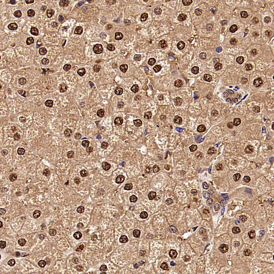S-RMab® GAPDH Recombinant Rabbit mAb (S-240-147)