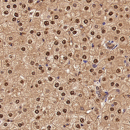 S-RMab® GAPDH Recombinant Rabbit mAb (S-240-147)