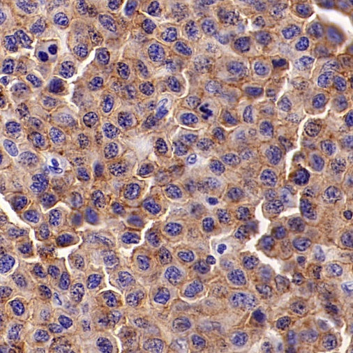 LY9/CD229 Recombinant Rabbit mAb, PBS Only (SDT-2393-47)