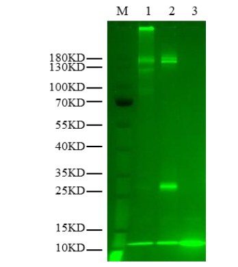 DCAF15/DDB1 His&StrepII Tag Protein, Human