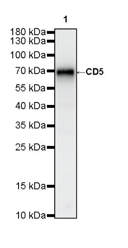 CD5 Recombinant Rabbit mAb (SDT-2570-53)