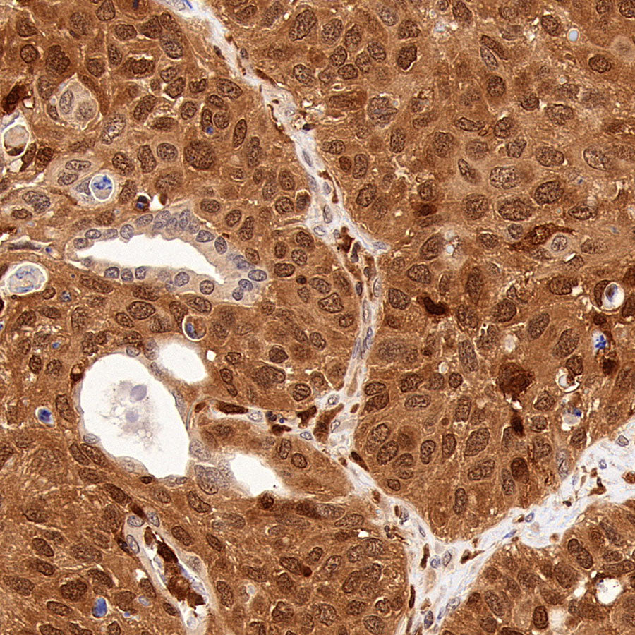 GRB2 Recombinant Rabbit mAb (S-5948)