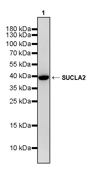 SUCLA2 Rabbit Polyclonal Antibody