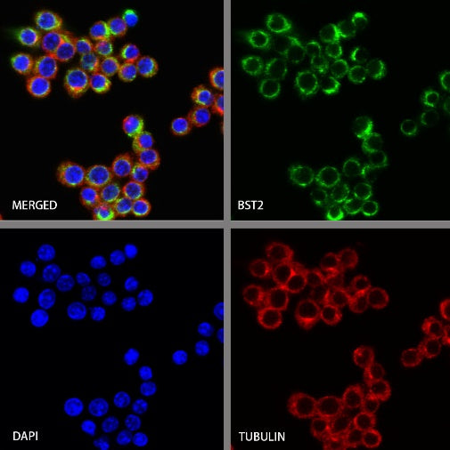 BST2 Recombinant Rabbit mAb (S-1950-247)