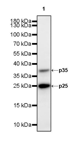 p35/25 Recombinant Rabbit mAb (S-2719-47)