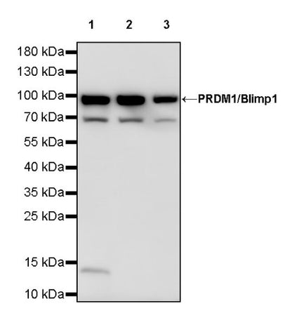 PRDM1/Blimp1 Recombinant Rabbit mAb (S-1972-3)