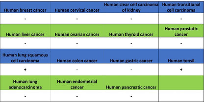 BCL-6 Recombinant Mouse mAb (S-R634)