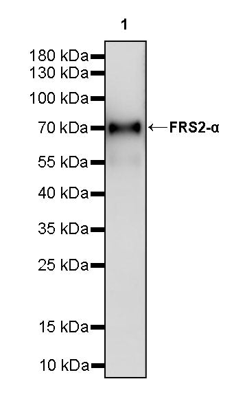 FRS2-α Recombinant Rabbit mAb (S-4065-67)