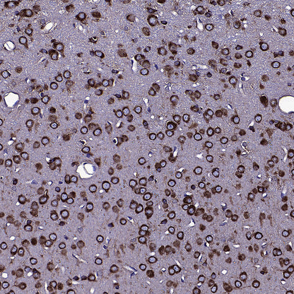 CAPRIN1 Mouse mAb