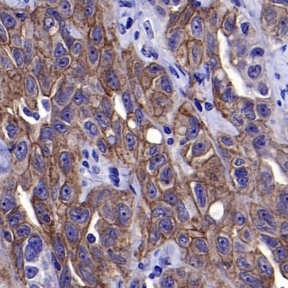 TLR4 Recombinant Mouse mAb (SDT-3305)