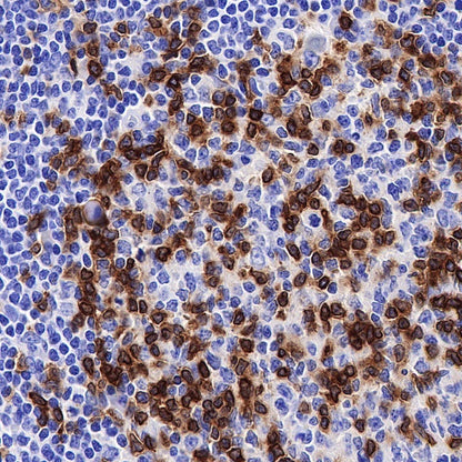 CD3d Recombinant Rabbit mAb (S-R318)