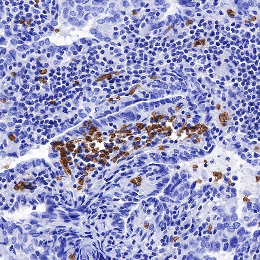 Glycophorin C Recombinant Rabbit mAb (S-027-214)