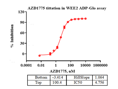 WEE2 Protein