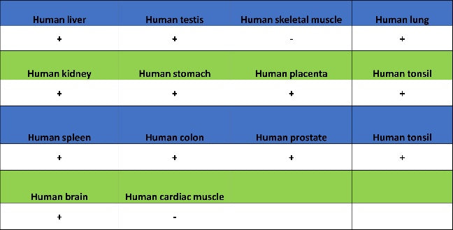 CD112/Nectin-2 Recombinant Rabbit mAb (S-2404-66)