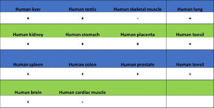CD112/Nectin-2 Recombinant Rabbit mAb (S-2404-66)
