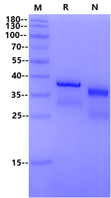 R-Spondin1/RSPO1 Protein, Human类器官培养专用