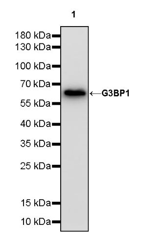 G3BP1 Rabbit Polyclonal Antibody
