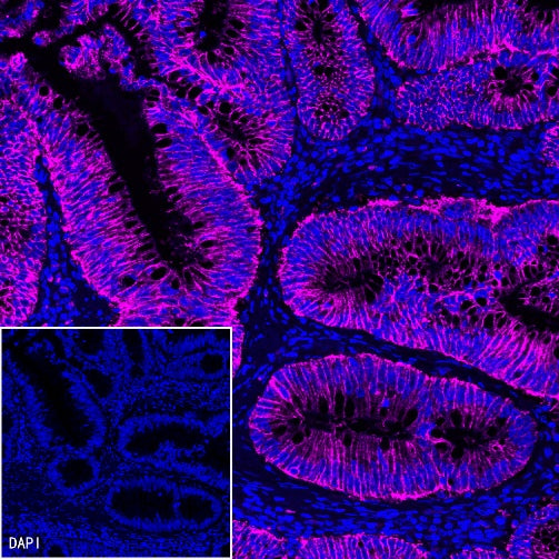 Goat Anti-Rabbit IgG (H+L) (min X Hu Sr Prot) (Alexa Fluor® 647 Conjugate)