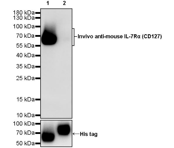 Invivo anti-mouse IL-7Rα (CD127) Recombinant mAb