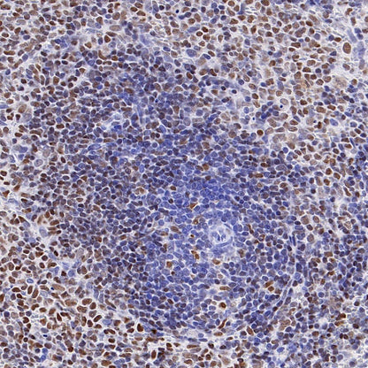 CREB (phospho S133) Recombinant Rabbit mAb (S-1100-102)
