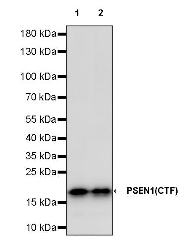 PSEN1 Recombinant Rabbit mAb (S-1002-129)