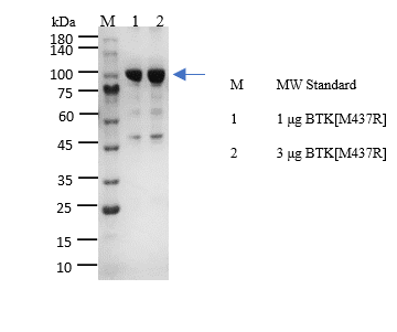 BTK[M437R] Protein