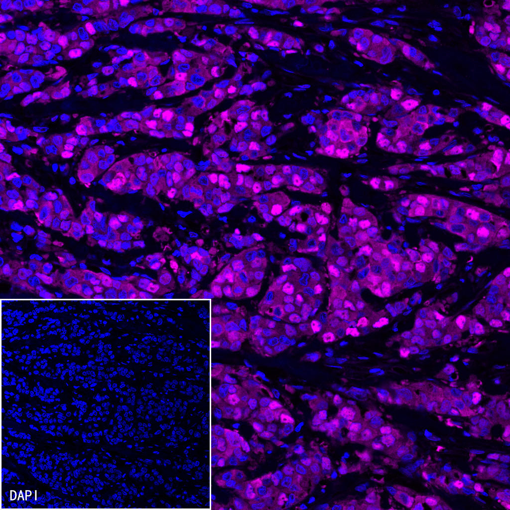 S-RMab® MCM2 Recombinant Rabbit mAb (SDT-018-68)