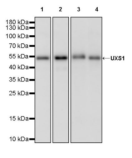 UXS1 Recombinant Rabbit mAb (S-2066-88)