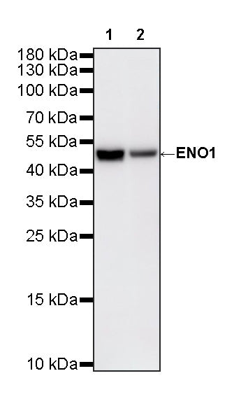ENO1 Mouse mAb