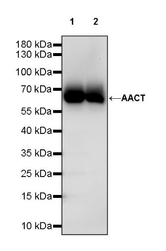 AACT Recombinant Rabbit mAb (S-897-32)